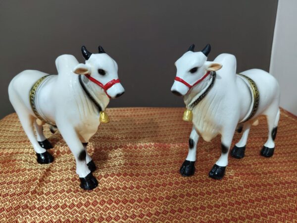Ongole bull